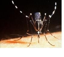 埃及斑蚊